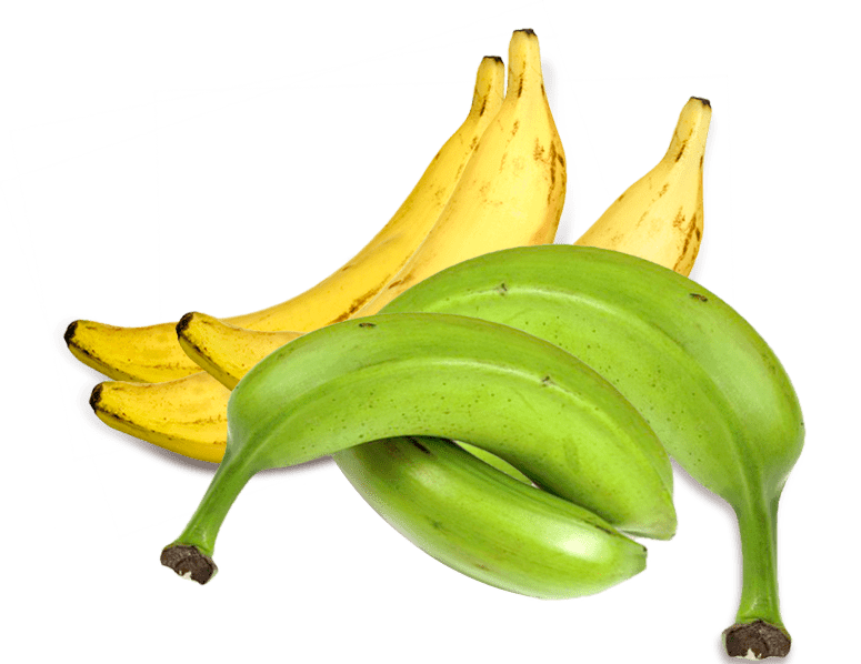 plátano macho